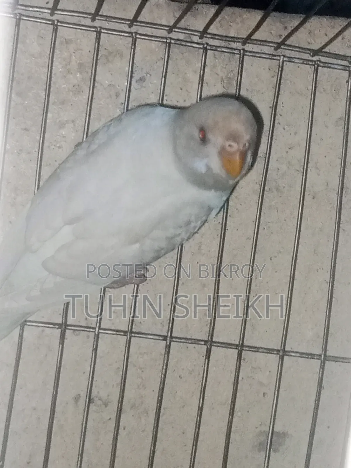 ফিমেল রেড আই আলবিনো