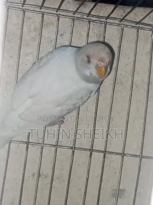ফিমেল রেড আই আলবিনো