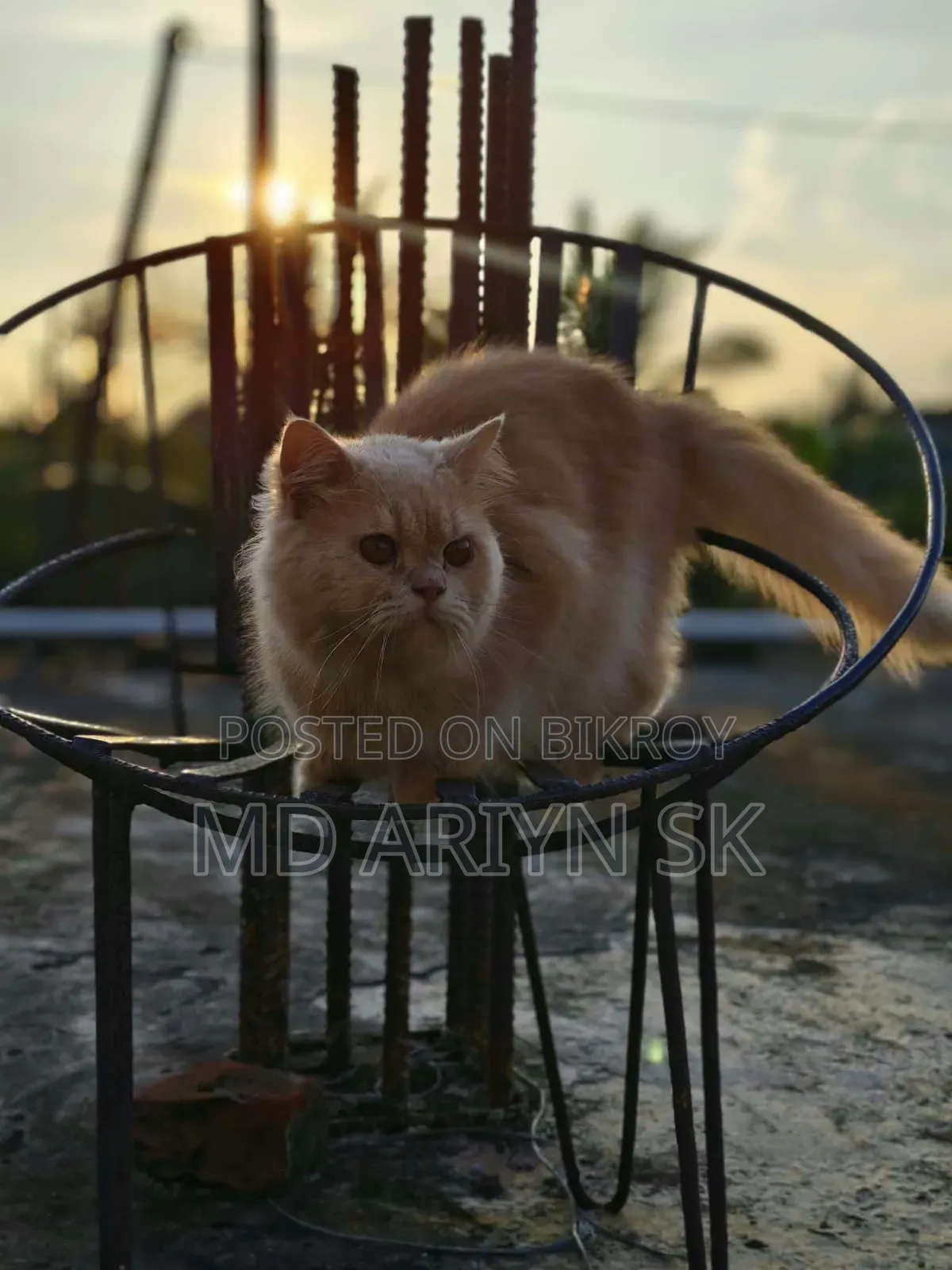 1+ year Male Purebred Cat