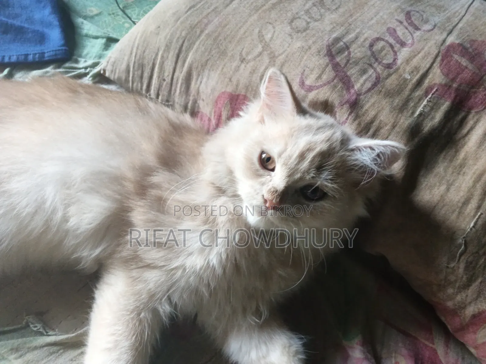 3-6 months Male Mixed Breed Persian