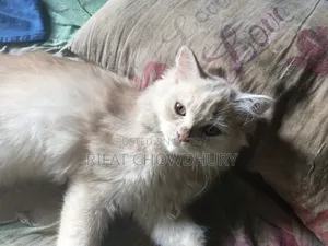 3-6 months Male Mixed Breed Persian