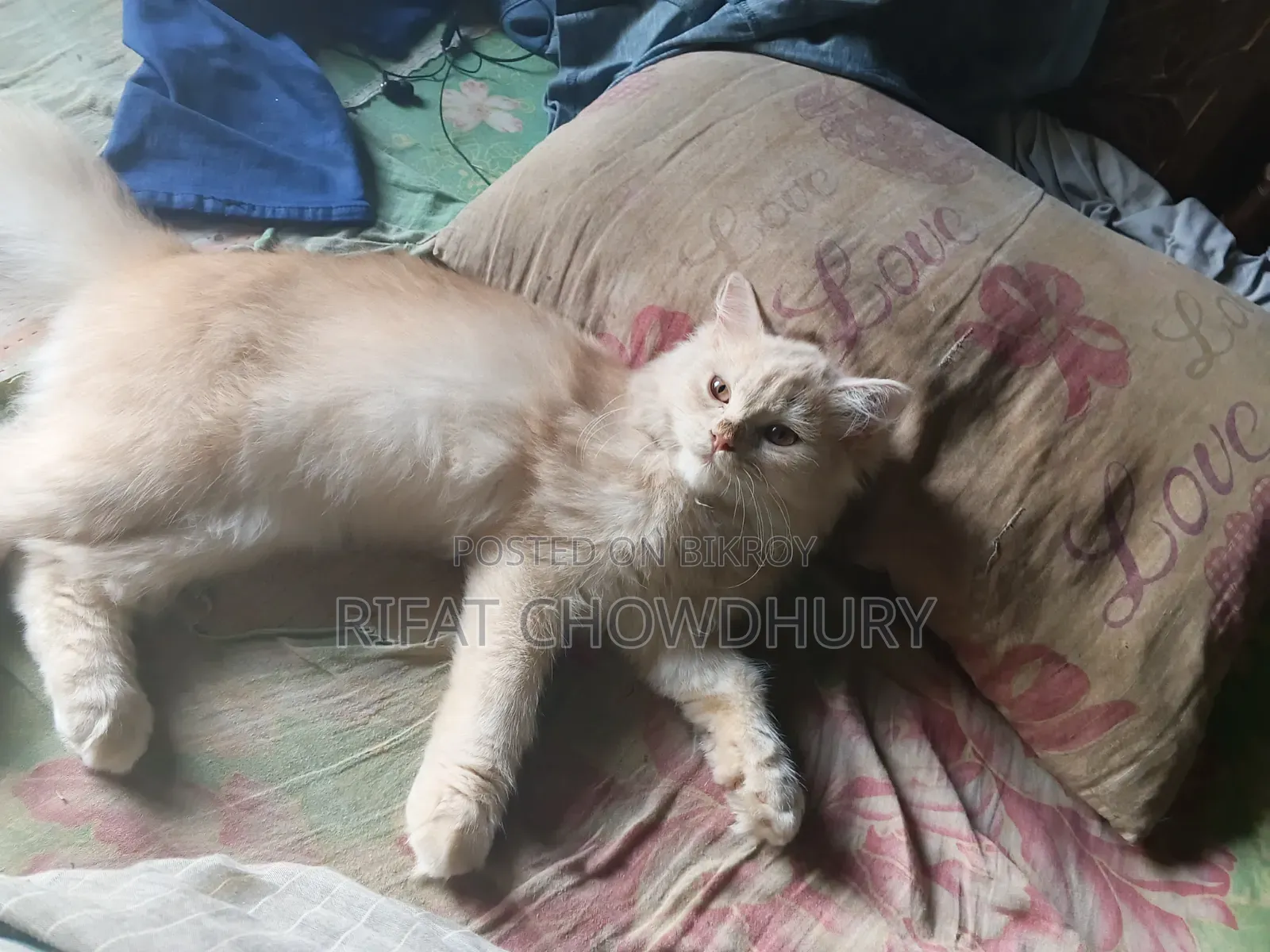 3-6 months Male Mixed Breed Persian