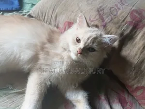 3-6 months Male Mixed Breed Persian