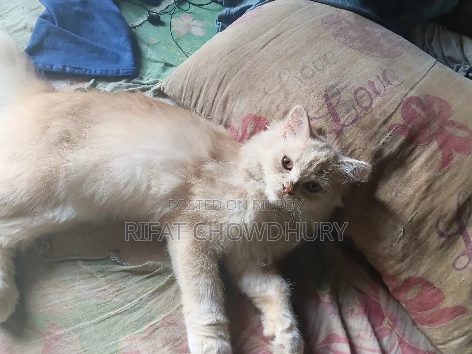 3-6 months Male Mixed Breed Persian
