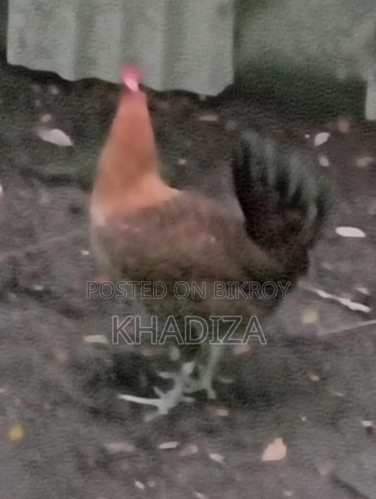 রানিং ডিম পাড়া ফাওমি মুরগী