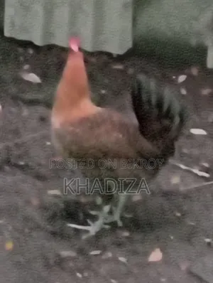 রানিং ডিম পাড়া ফাওমি মুরগী