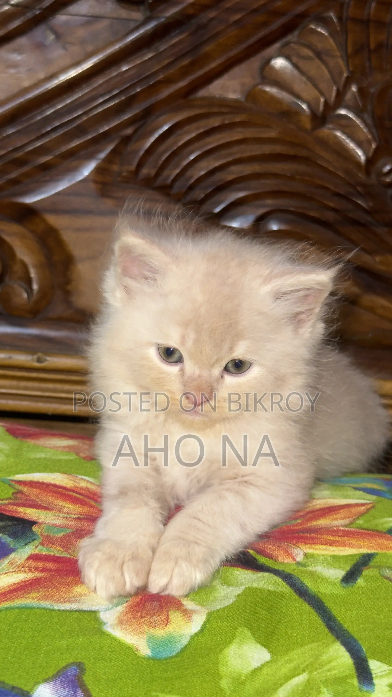 1-3 months Female Purebred Persian