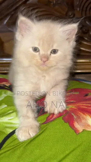 1-3 months Female Purebred Persian