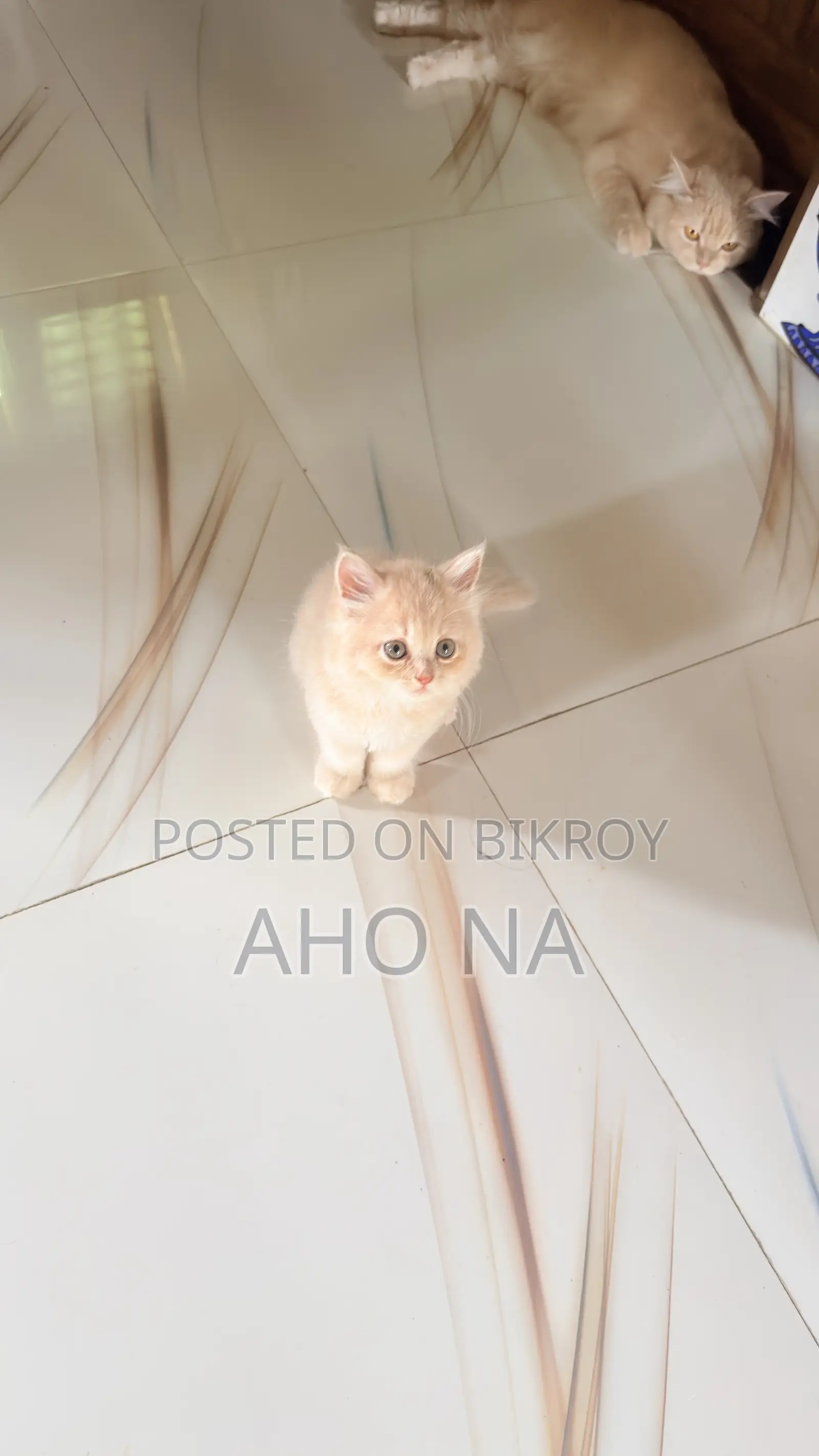 1-3 months Female Purebred Persian