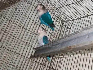 Love Bird Blue Opaline