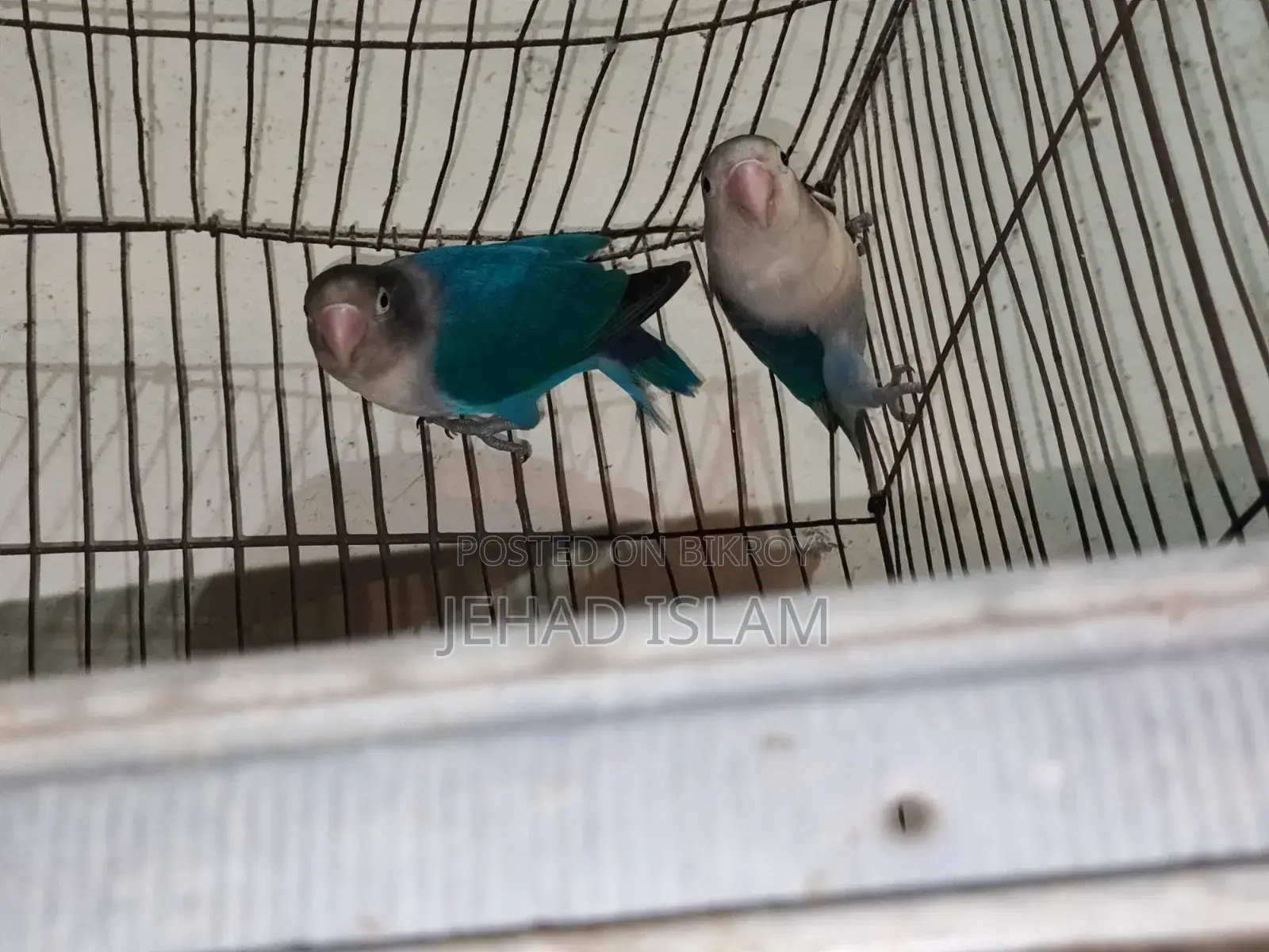 লাভ বার্ড ব্লু অপালাইন