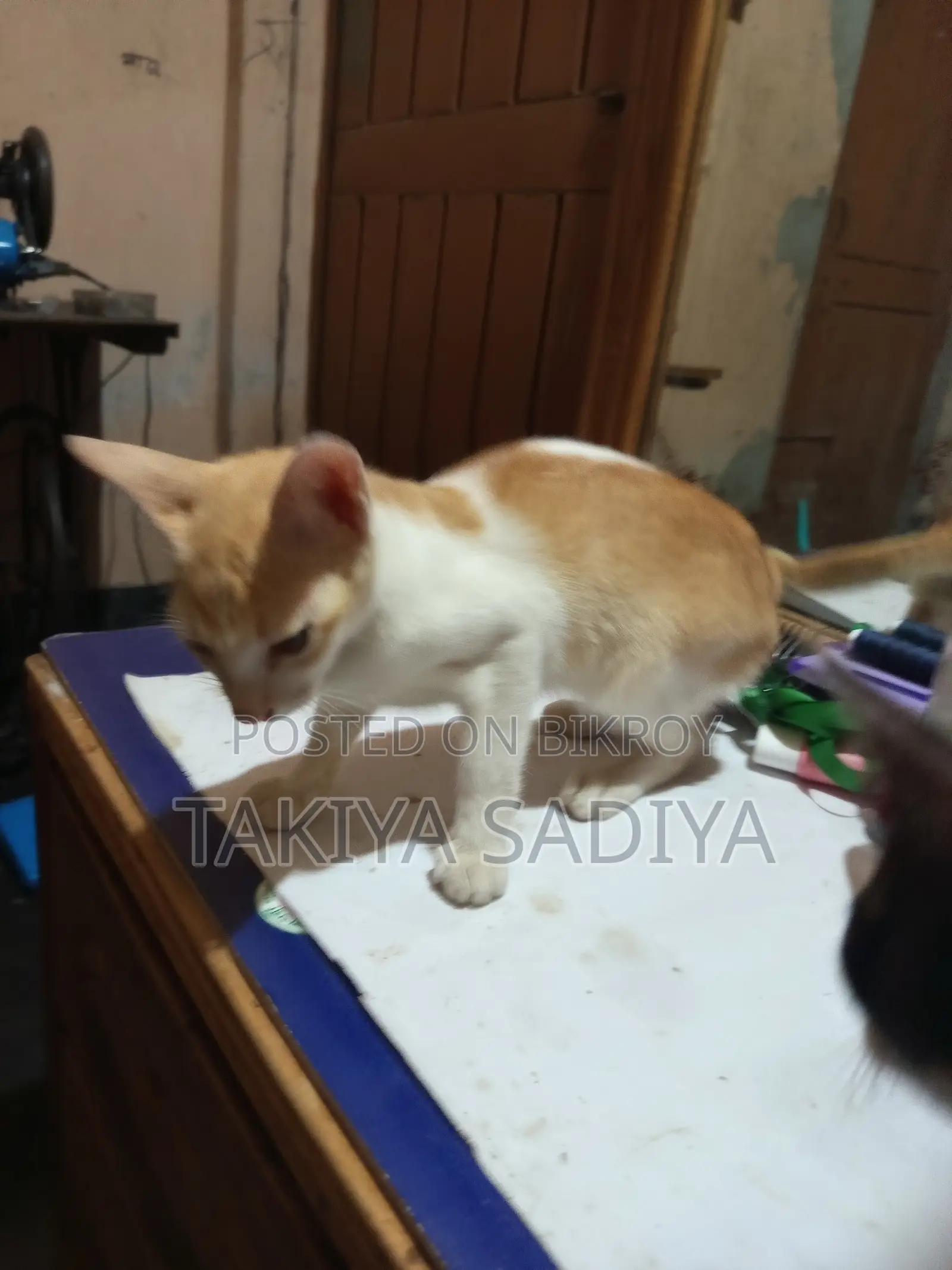 3-6 months Female Mixed Breed Persian