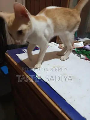 3-6 months Female Mixed Breed Persian