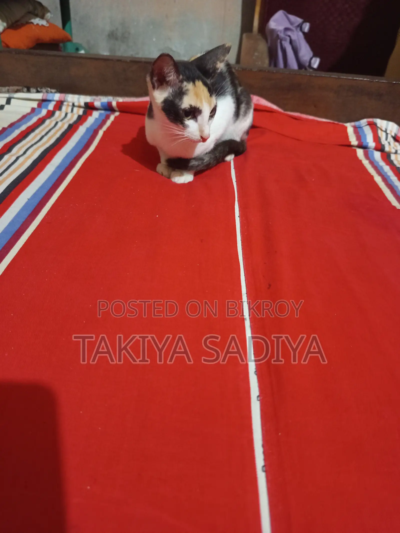 3-6 months Female Mixed Breed Persian