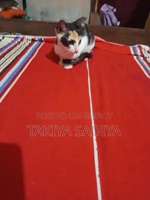 3-6 months Female Mixed Breed Persian
