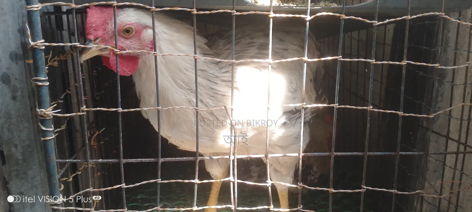 ২ টা মোরগ বিক্রি হবে