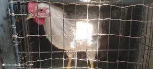 ২ টা মোরগ বিক্রি হবে