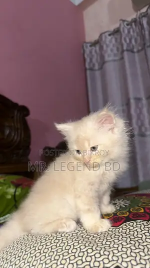 ১-৩ মাস বয়সী ফিমেল পিওরব্রেড পার্সিয়ান
