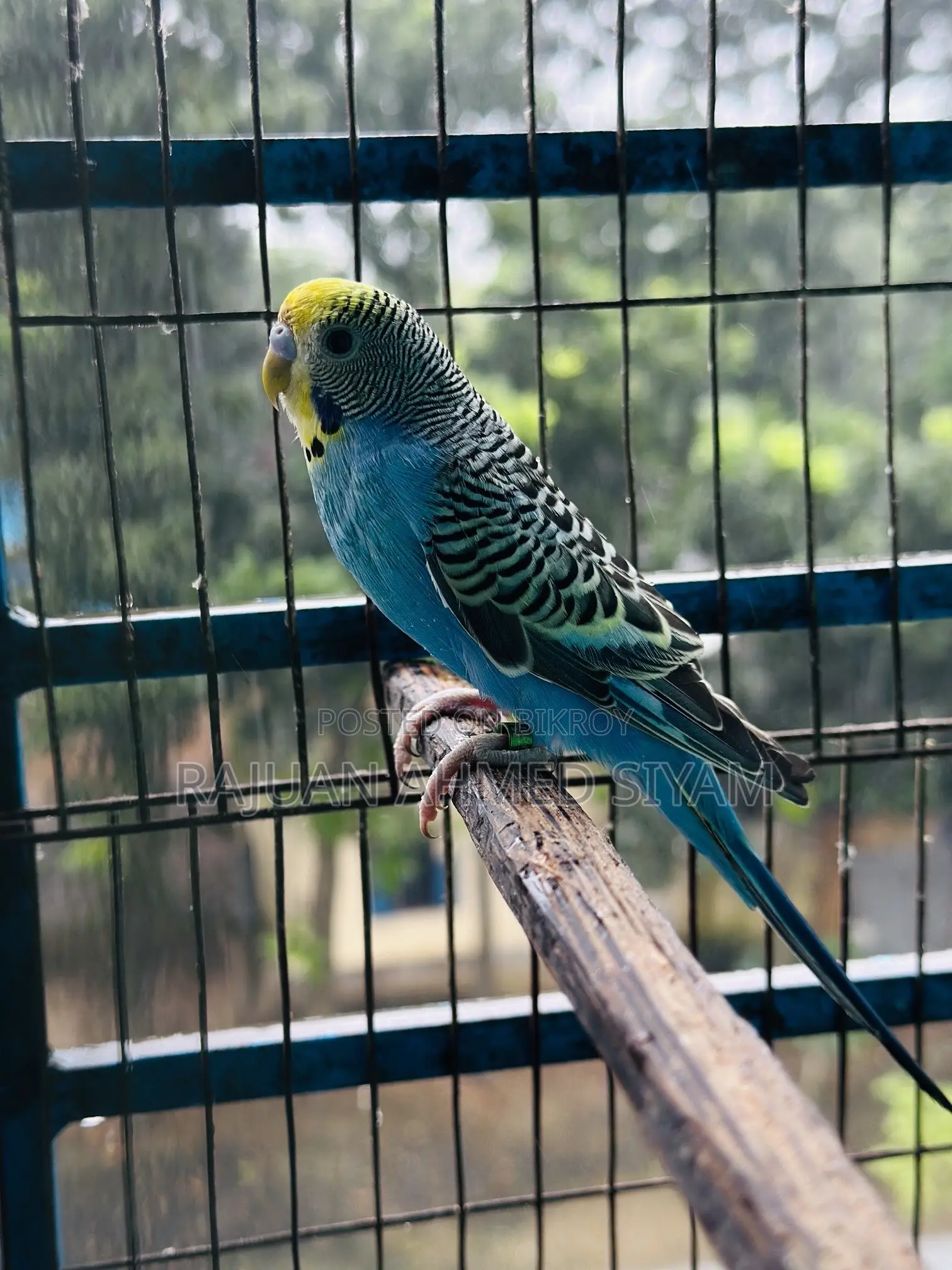 Budgie Dom Pied