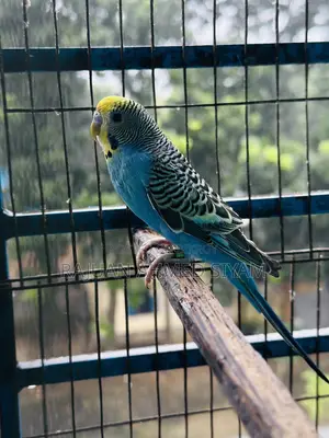 Budgie Dom Pied