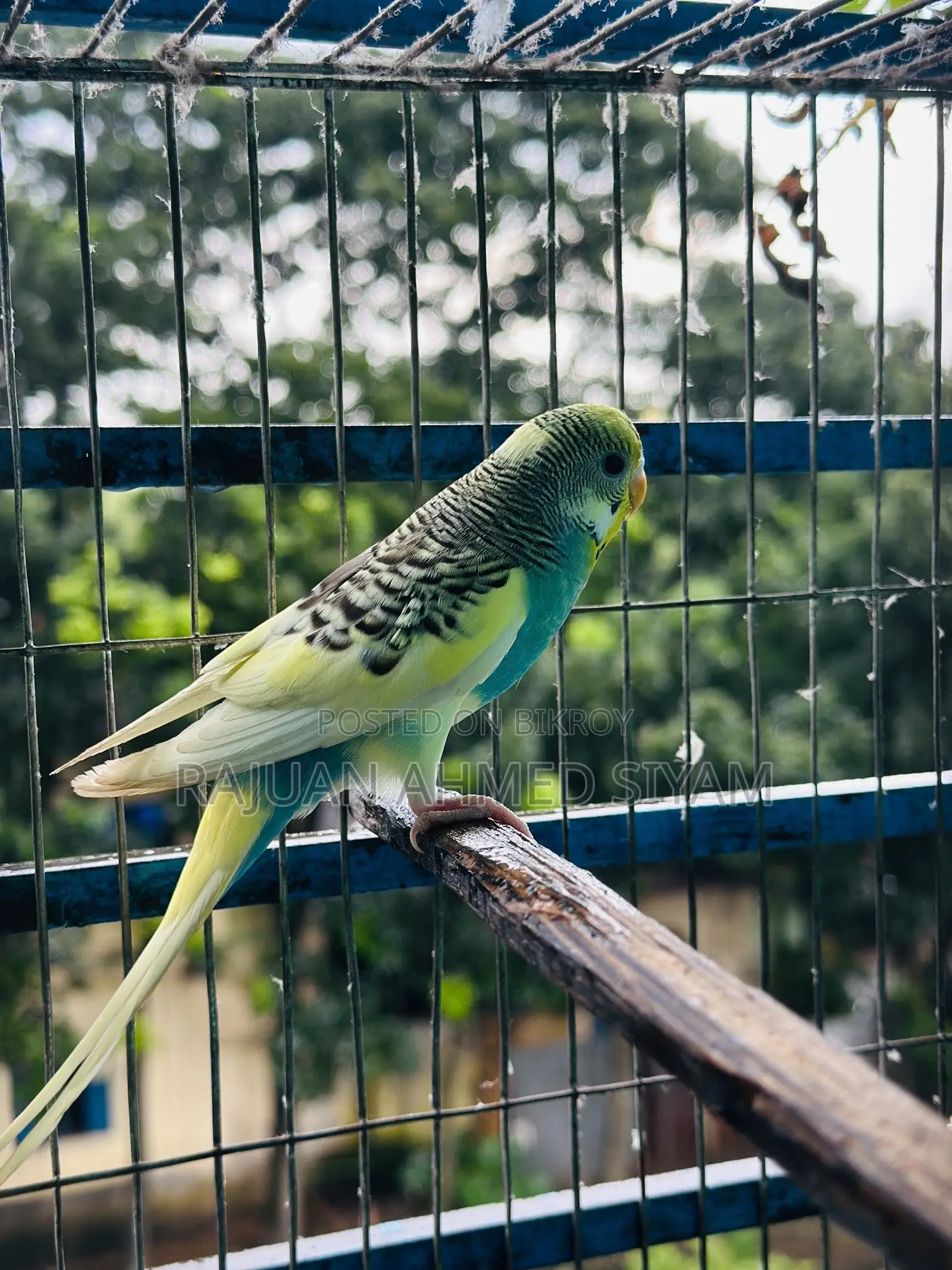 Budgie Dom Pied