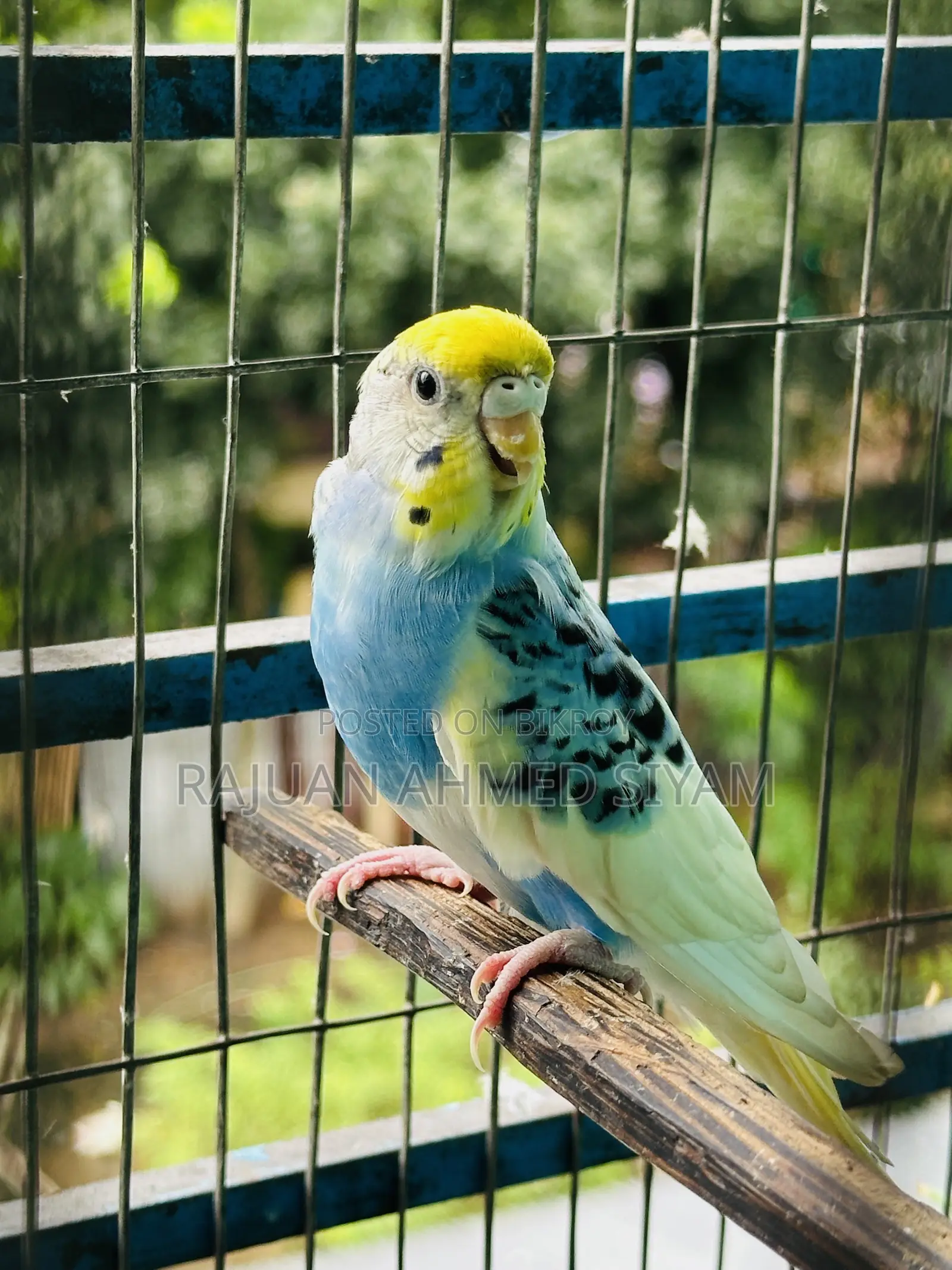 Budgie Dom Pied
