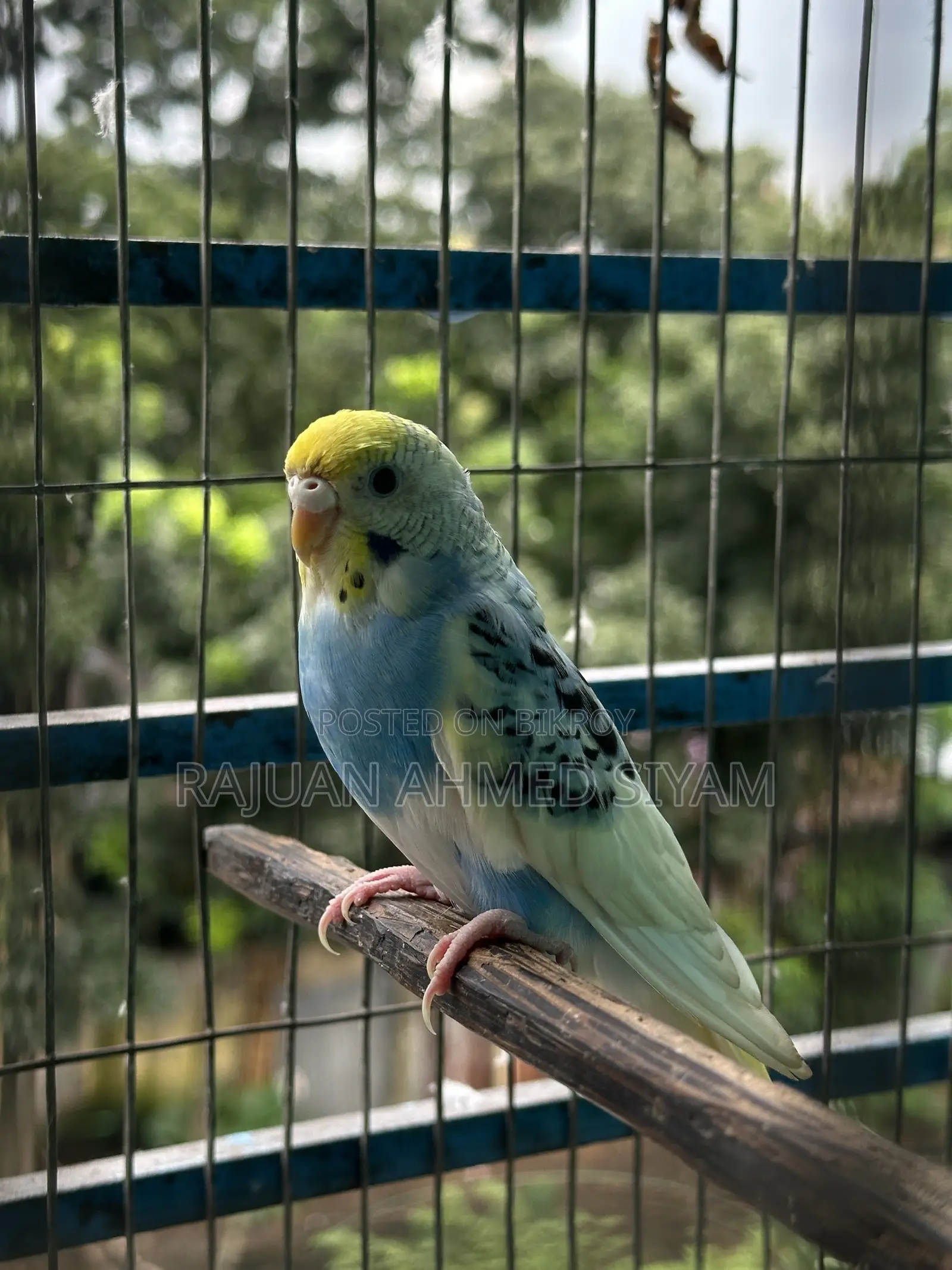 Budgie Dom Pied