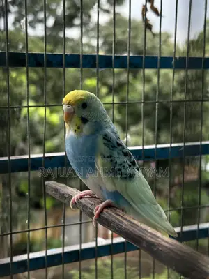 Budgie Dom Pied