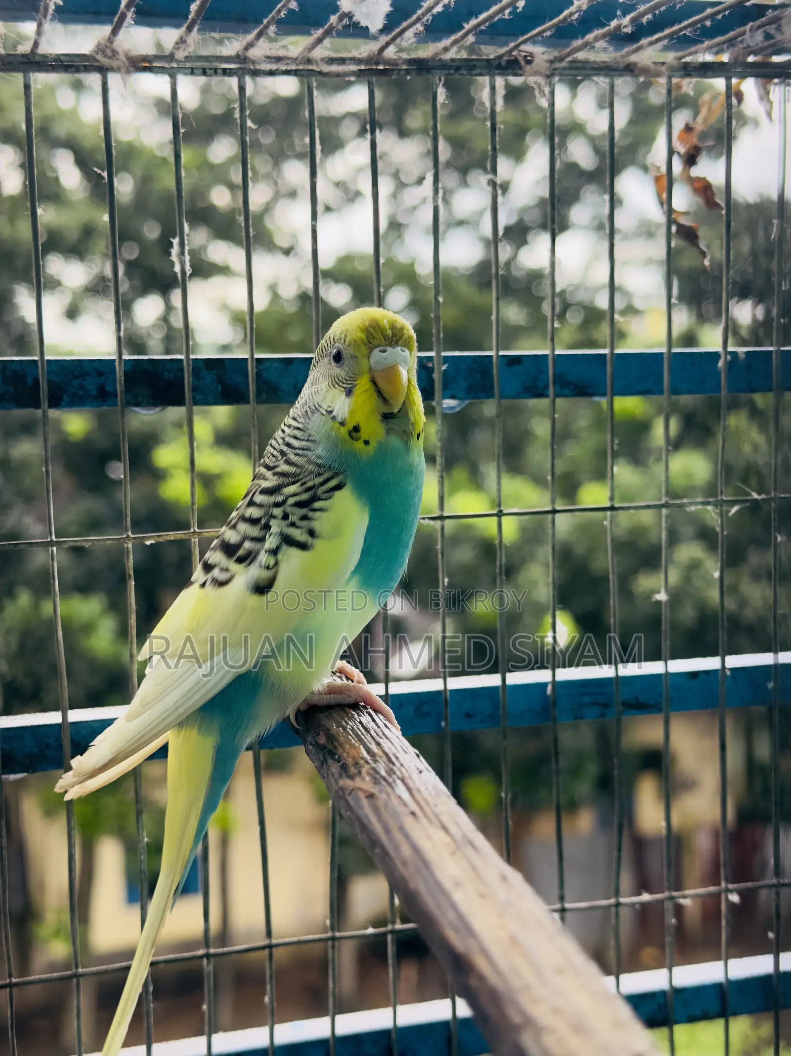 Budgie Dom Pied