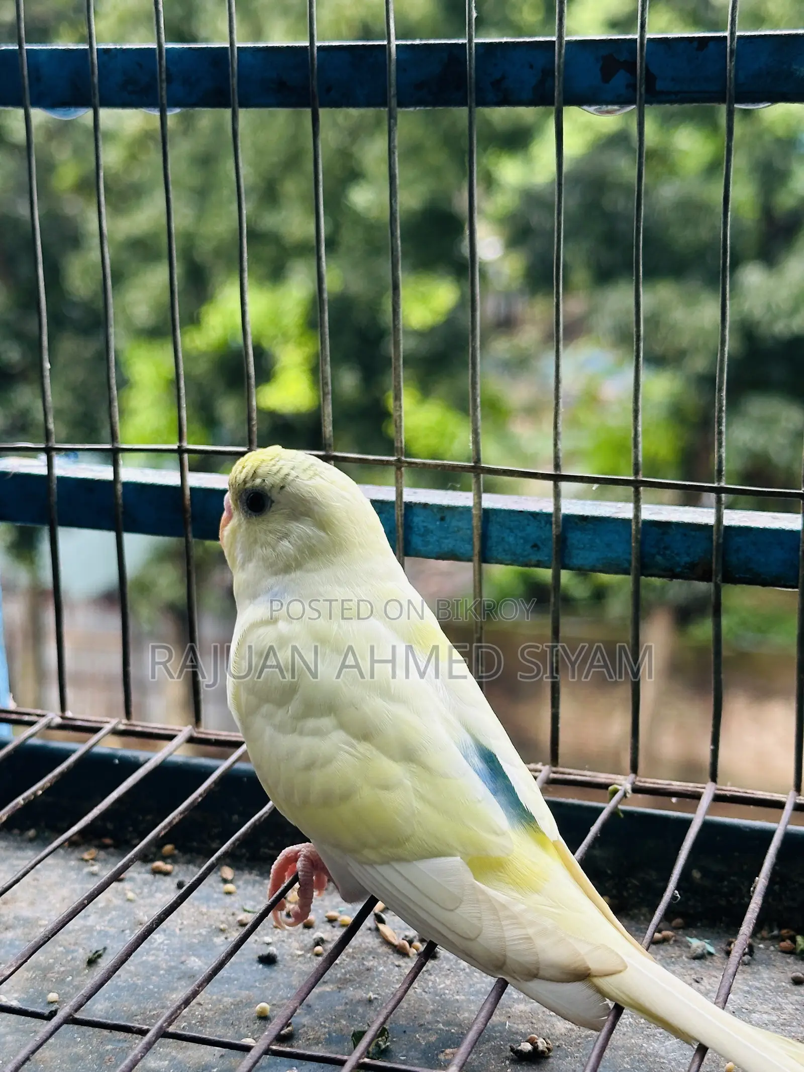 Budgie Dom Pied