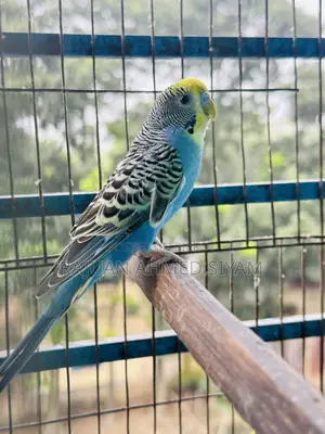 Budgie Dom Pied
