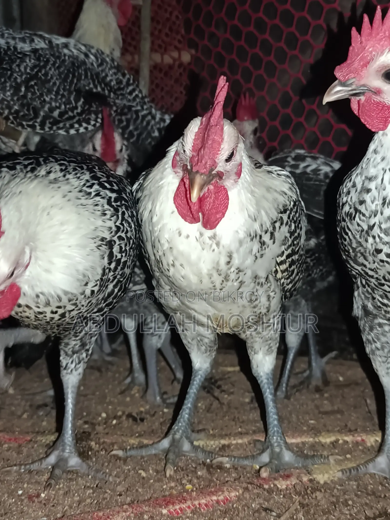 Faume Rooster Chicken