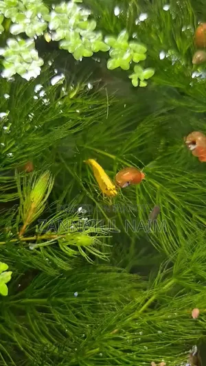 Golden Line Shrimp