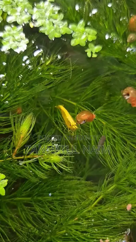 Golden Line Shrimp