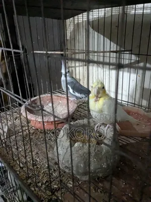 Cockatiel Bird
