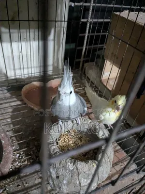 Cockatiel Bird