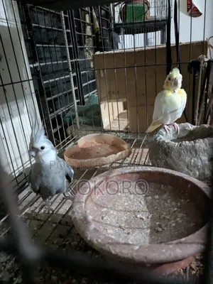 Cockatiel Bird