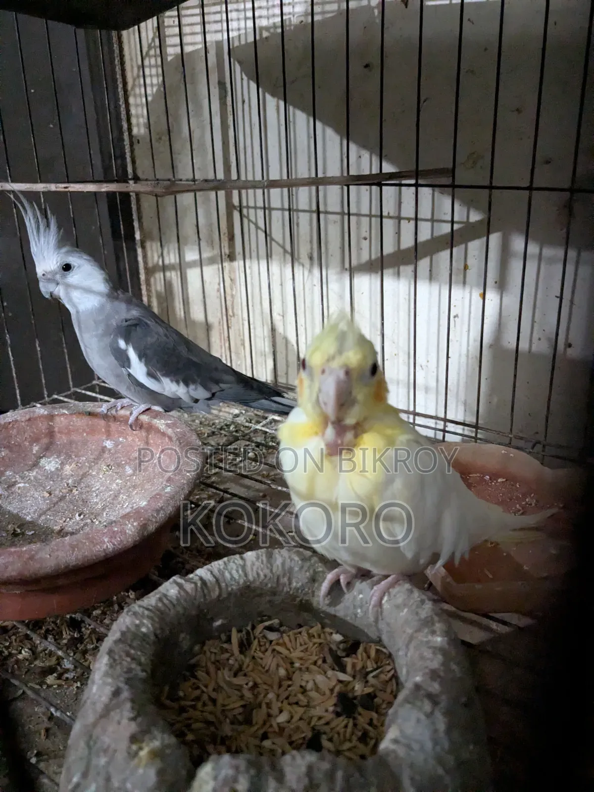 Cockatiel Bird