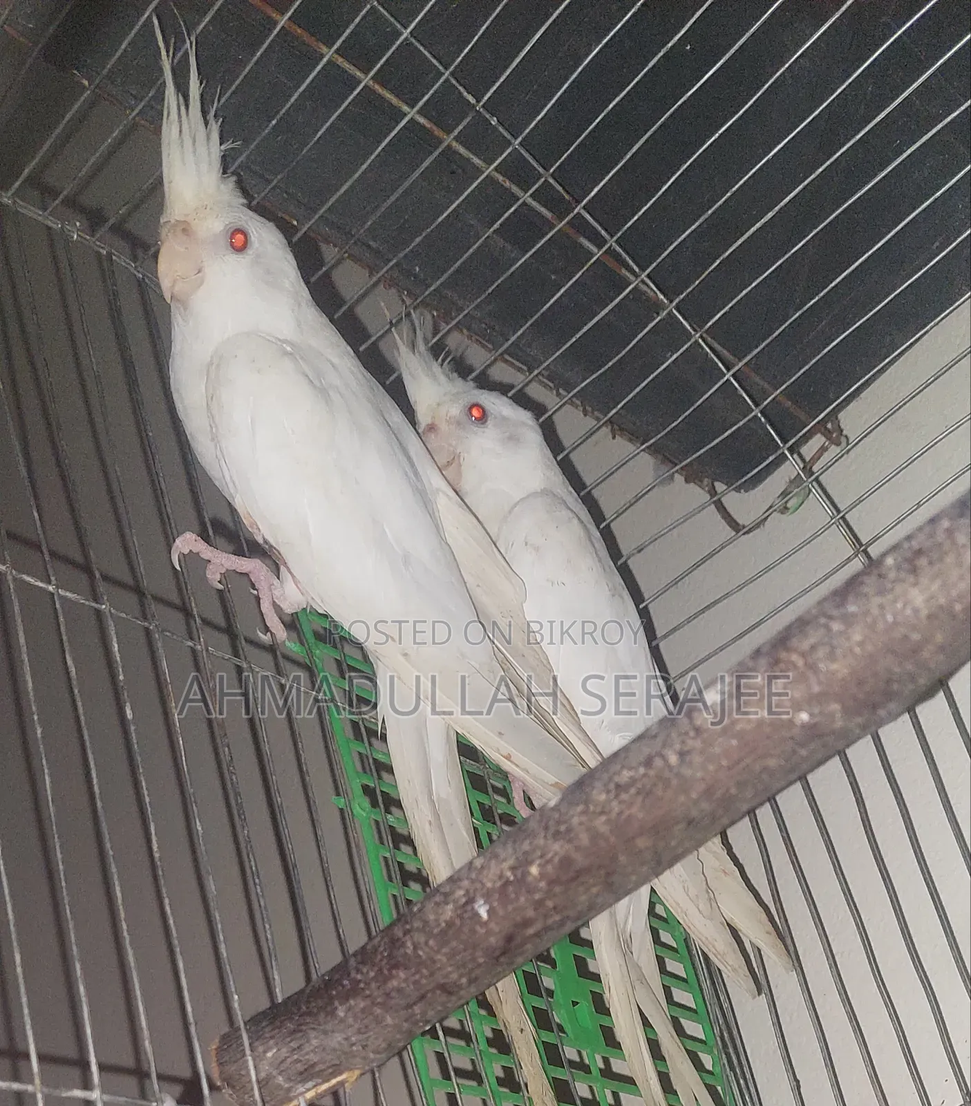 অ্যালভিনো ককাটেল জোড়া
