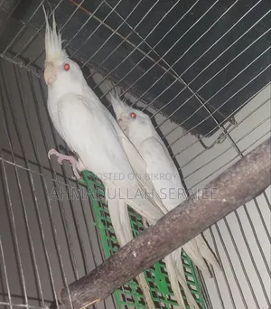অ্যালভিনো ককাটেল জোড়া