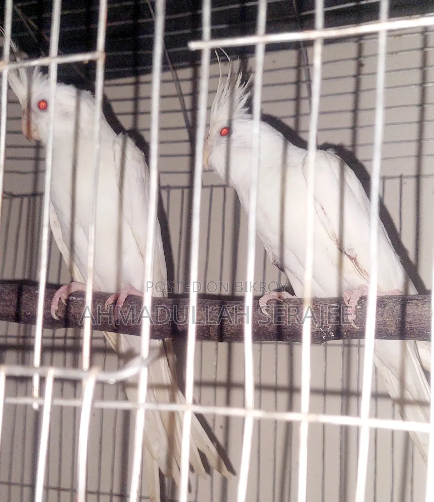 অ্যালভিনো ককাটেল জোড়া