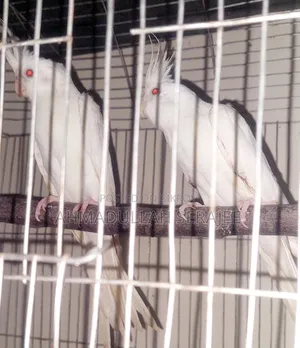 অ্যালভিনো ককাটেল জোড়া