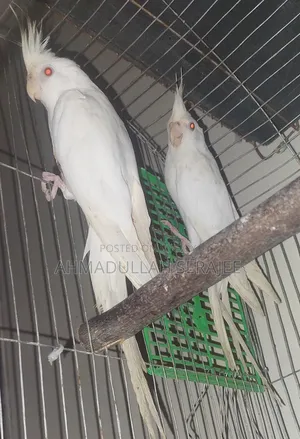 অ্যালভিনো ককাটেল জোড়া