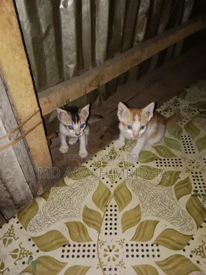 1-3 months Female Mixed Breed Bengal