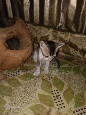 1-3 months Female Mixed Breed Bengal
