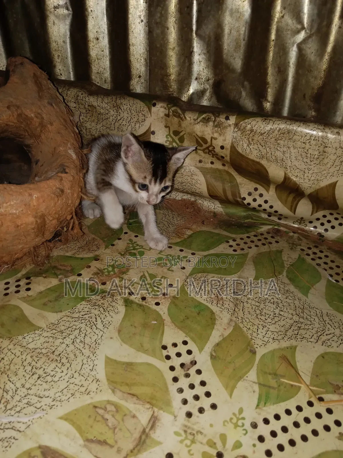 1-3 months Female Mixed Breed Bengal