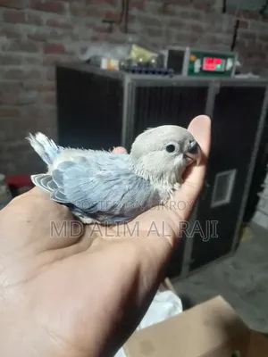 টেম সাইজ ভায়োলেট লাভবার্ডস সেল হবে