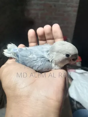 টেম সাইজ ভায়োলেট লাভবার্ডস সেল হবে