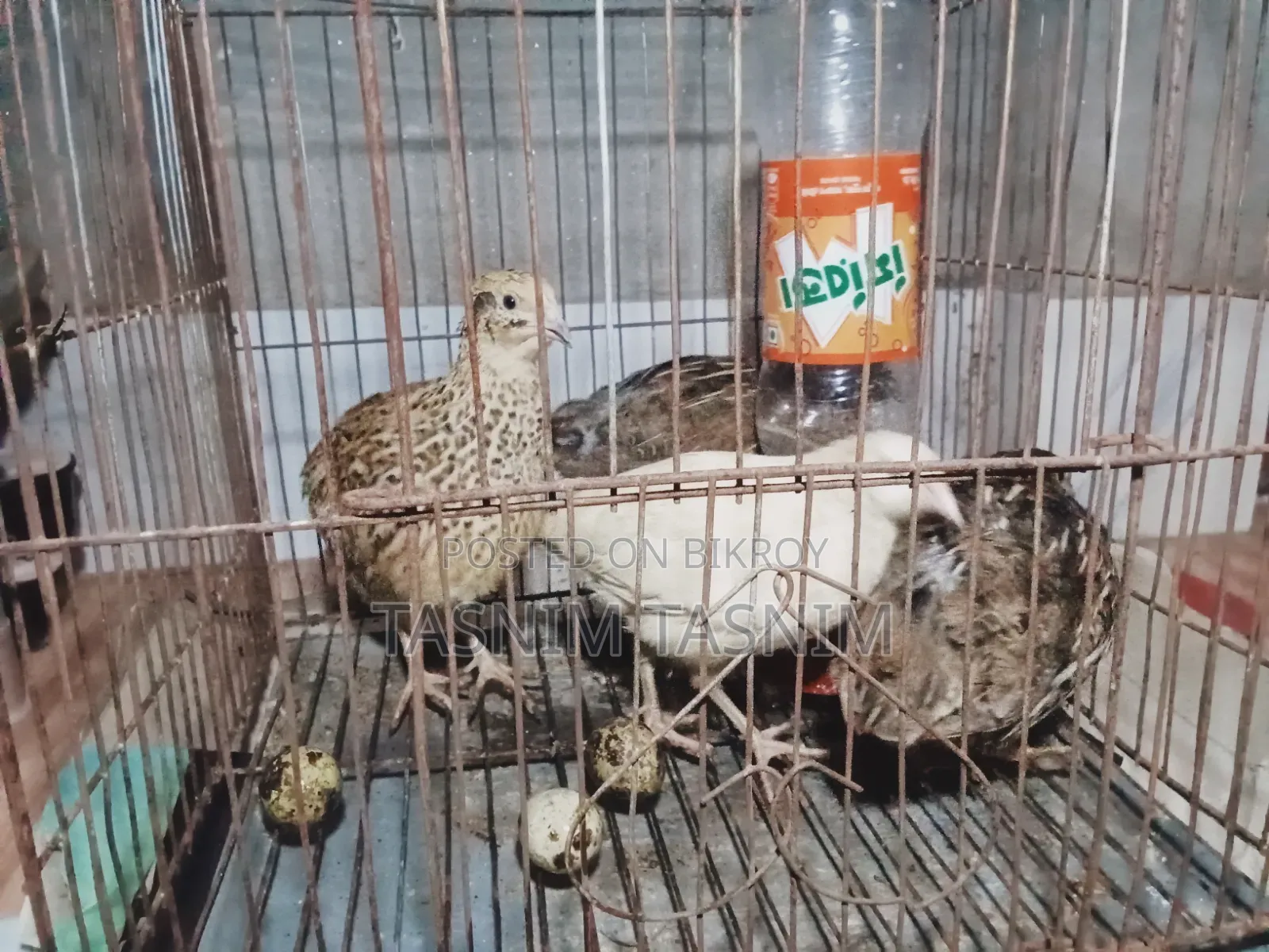 Quail Bird