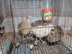 Quail Bird
